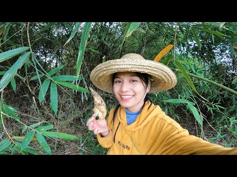 หาหน่อไม้กันหน้าฝนบนดอยน่าอยู่มากค่ะพี่ๆลองมาเที่ยวกันนะค่ะ//มีโต๋อาข่าลาว🇱🇦