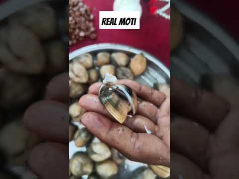 समुद्र से मोती कहाँ से आता है sea stone real moti #shooting #mahadeva #ujjain #ujjainmahakal