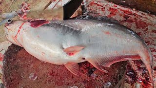 Popular Pangush Fish Cutting Skills by Fish Expert 😱😱 || Amazing! Fish Cutting Technique