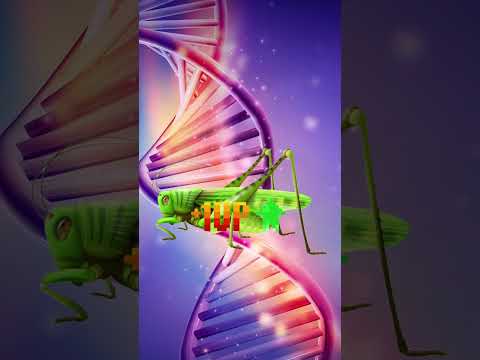 Grasshoppers turn into Locus