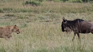 lioness attack a brave wildebeest bring it down video