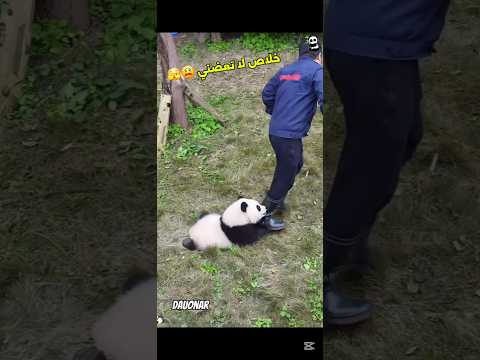 البندا عصب اليوم 😂 #دبلجة_مضحكة #ضحك #حيوانات #كلاب #قطط #اكسبلور #shorts #مصر #dauonar #دوبلاج