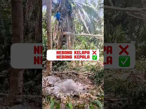 Resiko Kuli Tebang #automobile #hitachi #news #bulldozer #shortvideo #accident #buruh #machine #usa