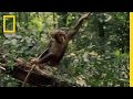 Understanding Playfulness in Baby Chimps