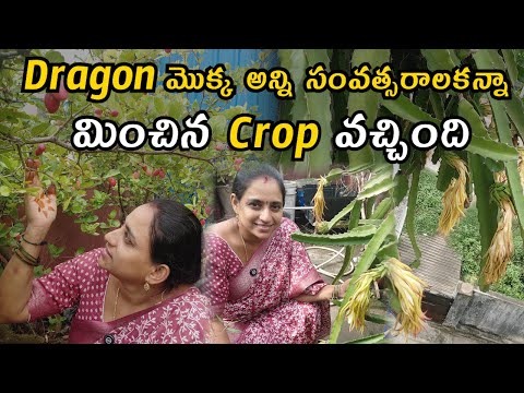 Dragon మొక్క అన్ని సంవత్సరాలకన్నా మించిన Crop వచ్చింది...​@TELUGUGARDENVLOG