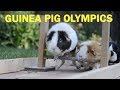 Guinea Pig Olympics Highlights