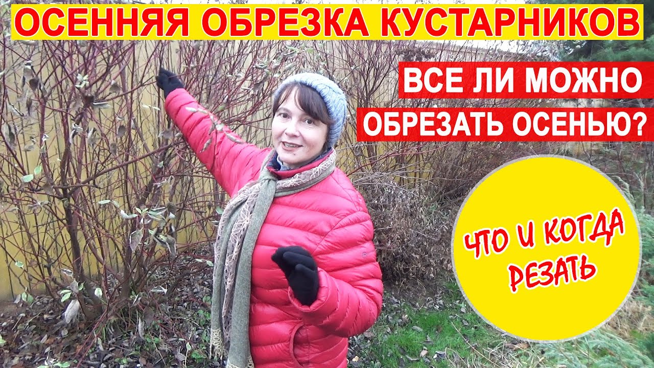 Осенняя обрезка кустарников. Какие кустарники обрезать осенью? А какие летом?