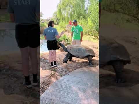 Keeper Reunited With Old Tortoise