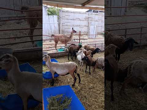 Mis Borregos Domésticos