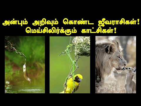 அன்பும் அறிவும் கொண்ட ஜீவராசிகள்! #no1trending #birds #lion #fish #amazing #wildlife #naturelovers