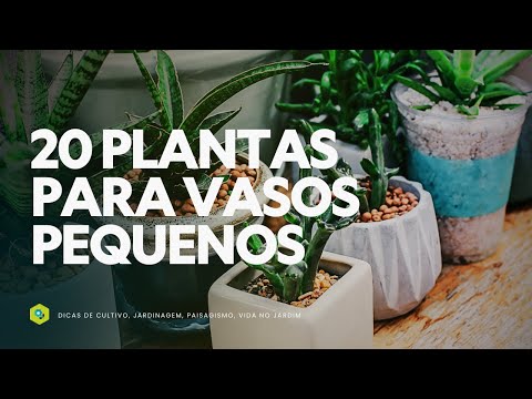 20 PLANTAS para VASOS PEQUENOS