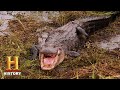 Alligator Hunting and Storm Challenges