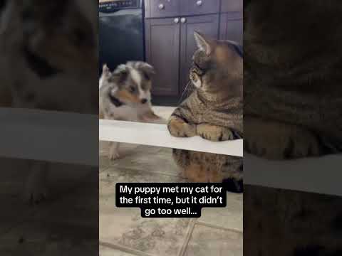My puppy met my cat for the first time, but it didn’t go too well... #memes