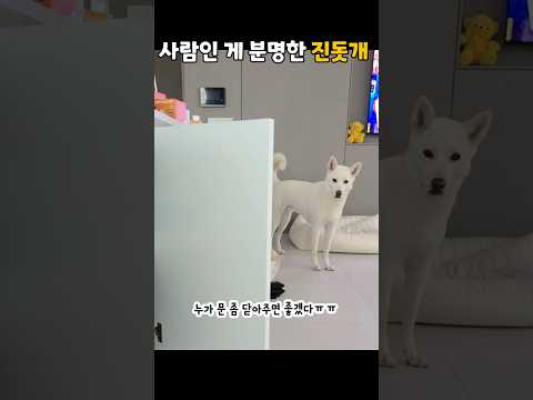 사람이라고 티 내는 진돗개 (똑똑한 강아지)