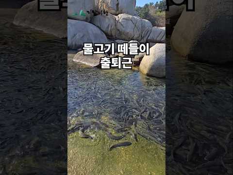 물고기 떼들이 출퇴근~