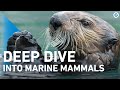 Marine Mammals Knowledge Assessment