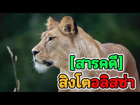 [สารคดี]สิงโตอลิสซ่า