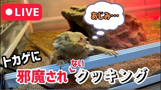 【登録者30万人記念】トカゲに邪魔され“ない”クッキング