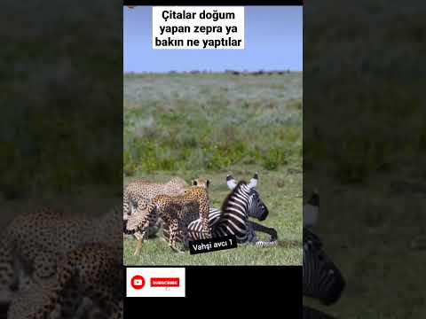 çitalar doğum yapan zepra ya ne yaptılar #a #ayı #belgesel #dog #jaguar #kartal #keşfet #köpek #kurt