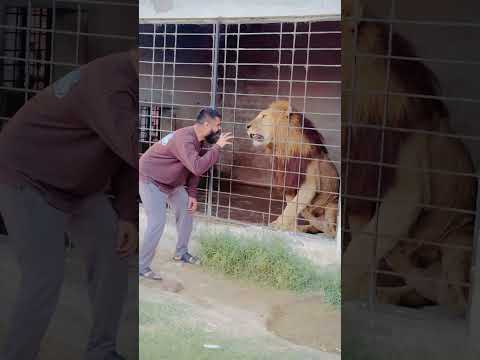 King VS Fight🦁#lion #simmba #wildattack #youtubeshorts #Usama's Tigers
