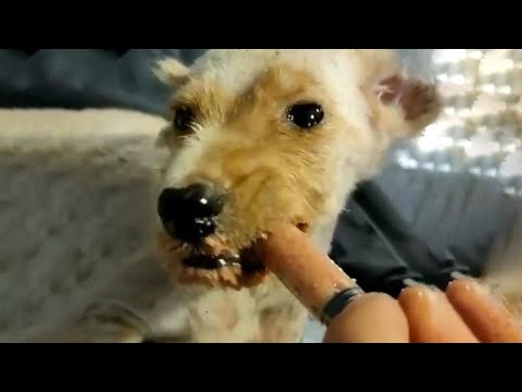 Little Puppy Cried When He Was Fed...He Never Thought That One Day He Would Also Be Loved...