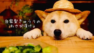 柴犬専用サラダバーとキュウリのわさび漬け