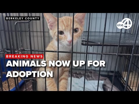 YouTube video thumbnail: Adoptions Needed at Local Animal Shelter in South Carolina