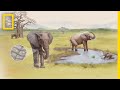 Elephant Skin and Behavior Insights