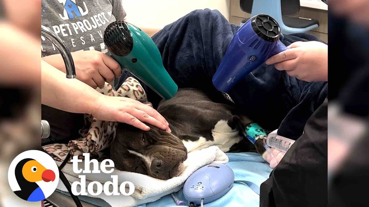 It Took Hours To Warm Up This Pittie Found In The Freezing Cold