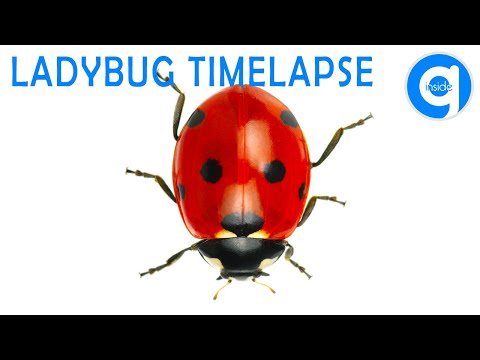 Ladybug Timelapse #timelapse #ladybug #insects