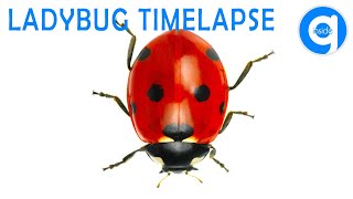 Ladybug Timelapse #timelapse #ladybug #insects