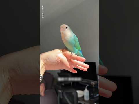 Ide Sederhana Membuat Tempat Mandi Burung dari Galon Bekas #shorts #viral