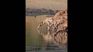 Thirsty Impalas At A Waterhole