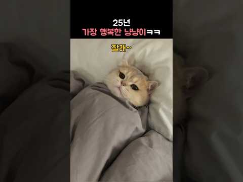 2025년 가장 행복한 냥냥이ㅋㅋ
