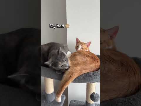#cat #cats #kitten #kittens #kitty @the_apartment_zoo