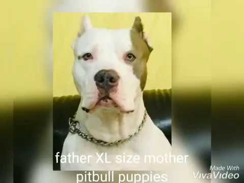 Xl Pitbull Puppies For Sale Az 07 2021