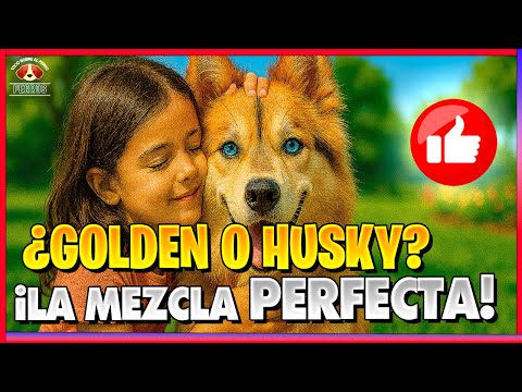Cómo Educar a un Perro Golden Retriever y Husky Siberiano Paso a Paso 🐕📚