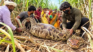 जब किसान के खेत में मिला, बहुत ही बड़ा अजगर सांप, ऐसा रेस्क्यू कभी नहीं देखा होगा😱 Dangerous Rescue