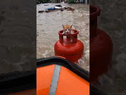 cat rescued on top of gas cylinder during a havey flood ๐ฟ๐
