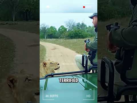Mind Blowing Reaction Of Man and Lion #shorts #wildlife #viral