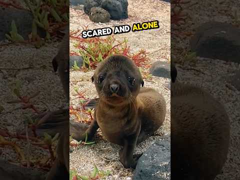 This man found a lost baby seal and gave him a new life 🥹💕 #heartwarming #wholesome #stories