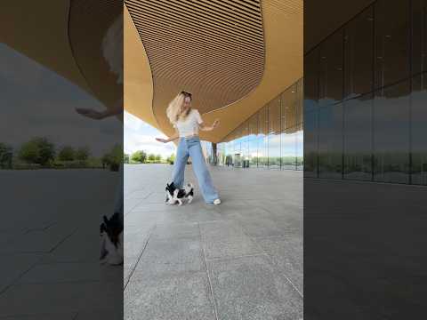 Dancing chihuahua #huntrix Takedown 🎶⏰