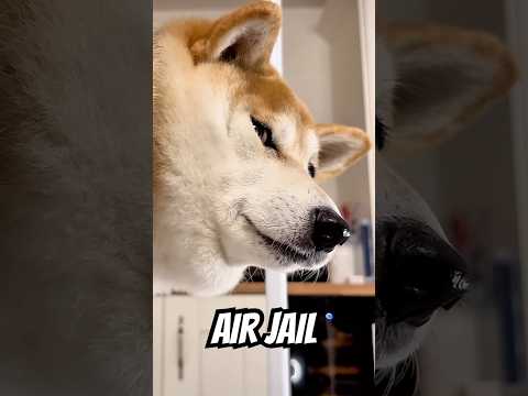 Linga guli guli - AIR JAILED #cutenessoverload