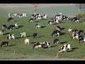 Understanding How Cows Produce Milk