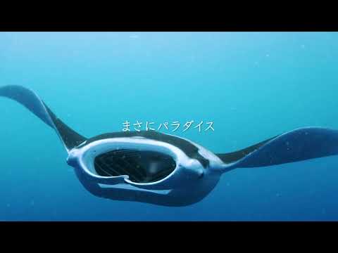 パラオ・パラダイス・シー