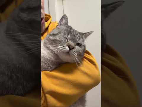 Dieses Verhalten verletzt die Gefühle deiner Katze! Part 1 / CatInfo