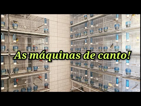 Os bichos estão CANTANDO DE MAIS!!! 🤩