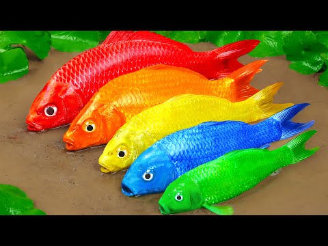 Stop Motion ASMR | The Great Battle of Colored Catfish Hunting for Primitive Fun Experimental Koi