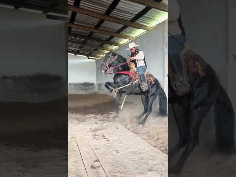 Why Are Horses’ Legs Tied? #shorts