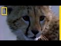 Cheetah Cub Training and Survival